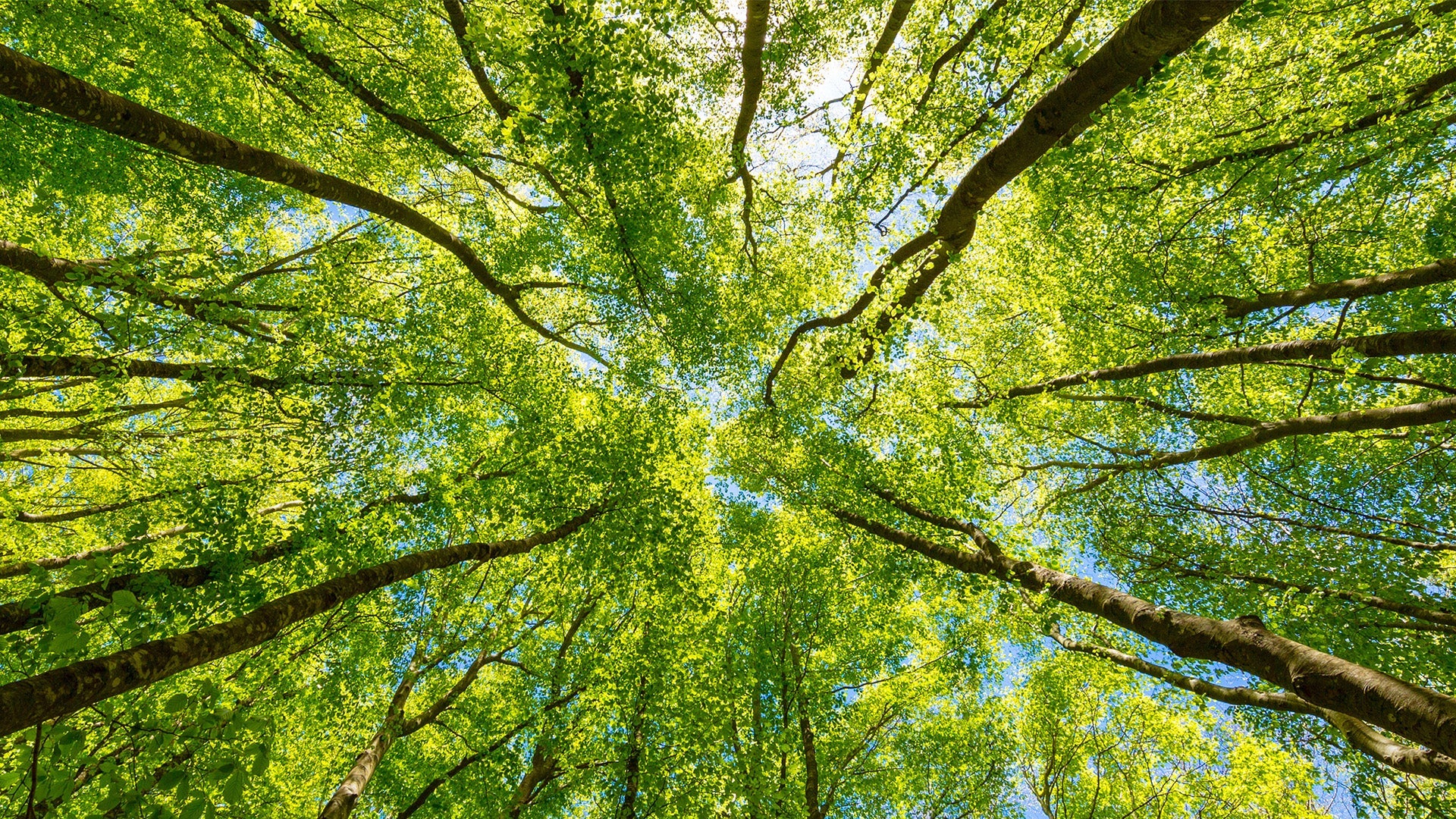 Looking up through a lush green forest canopy
